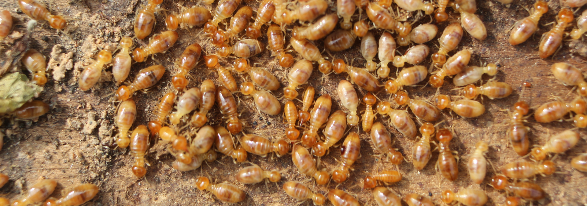 Termite Inspections Fumigations Target Pest Control