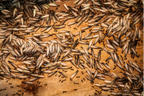 Termite Treatment | Electro-Gun Treatment | Target Pest Control