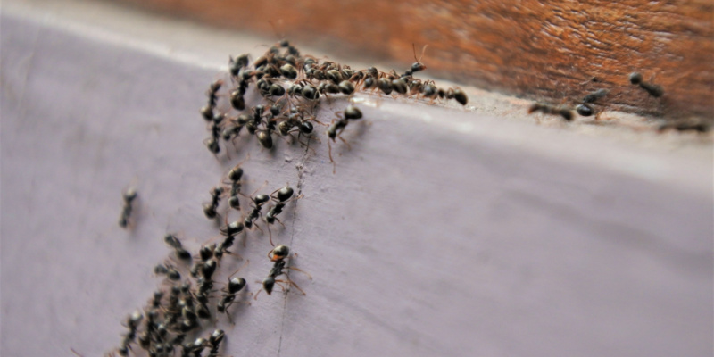 How to Choose a Company in Salinas for Ant Extermination