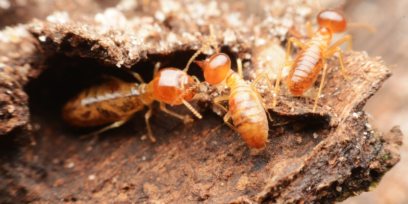 Do I Need to Do a Termite Inspection Every Year?