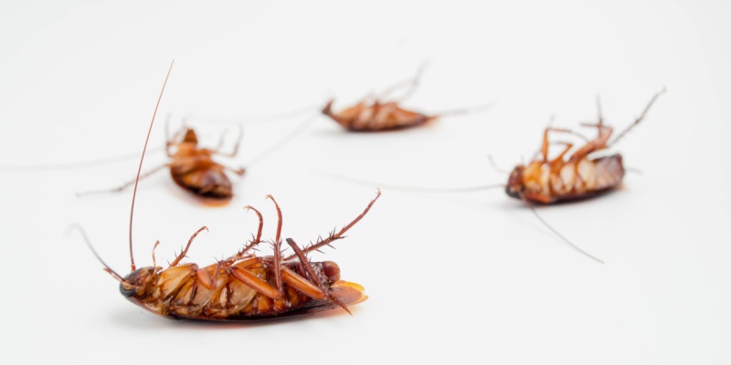 Best Company for Cockroach Control in Carmel