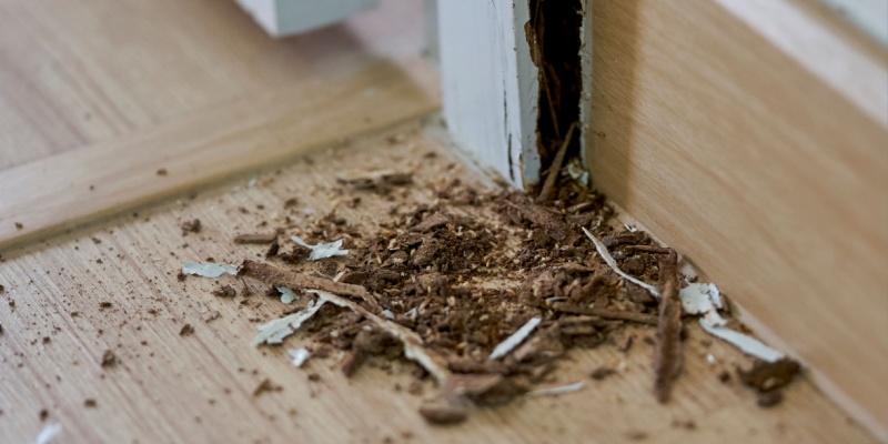 How Do I Know if I Have a Termite Infestation in My House?