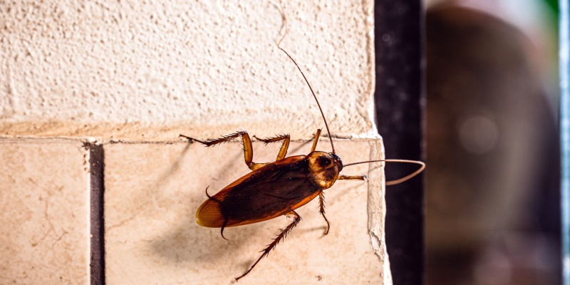 Best Cockroach Exterminators in Carmel, CA