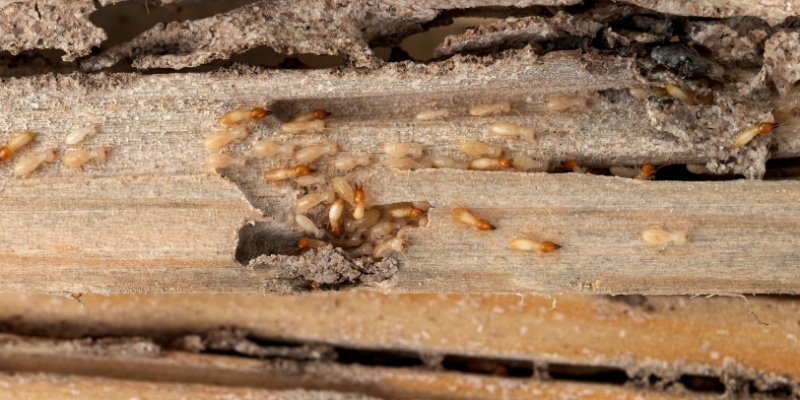 Protect Your Carmel, CA Home from Termites