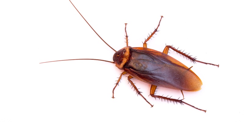 Can Cockroaches Spread Diseases to Humans?