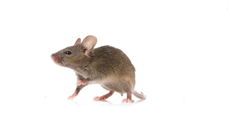 Mice Problems for Monterey Homeowners