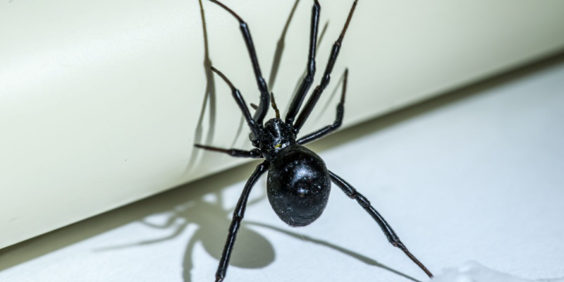 What Should I Do If I See a Black Widow in My Home?