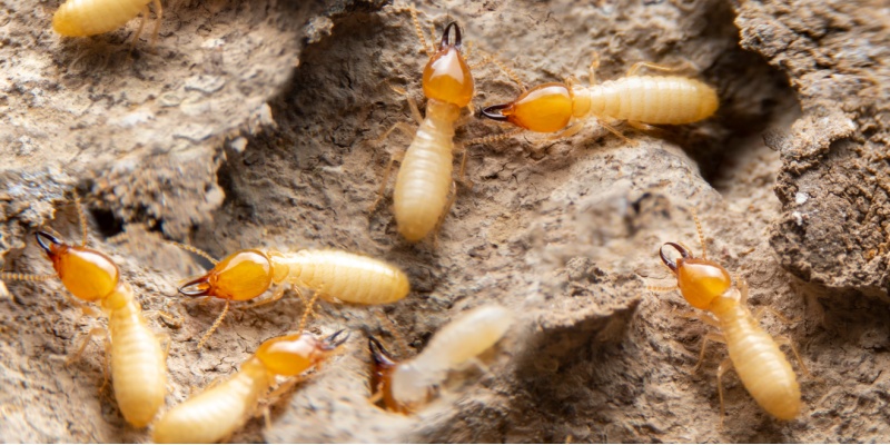 Termite Elimination Specialists in Carmel, CA