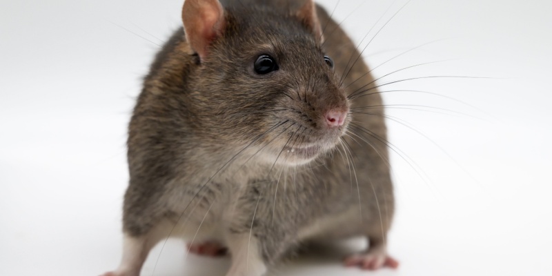 Do Mice and Rats Spread Disease?