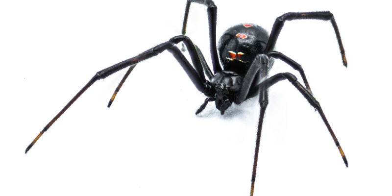 Are Black Widows Dangerous?