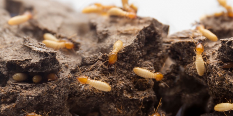 Protect Your Pacific Grove Property from Termites