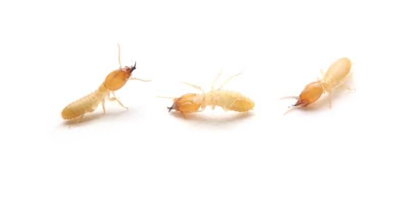 Termite Control Experts in Pacific Grove, CA