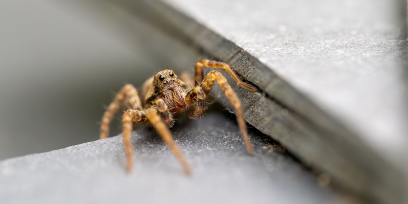 What Are the Top Signs I Have a Spider Infestation in My Home?