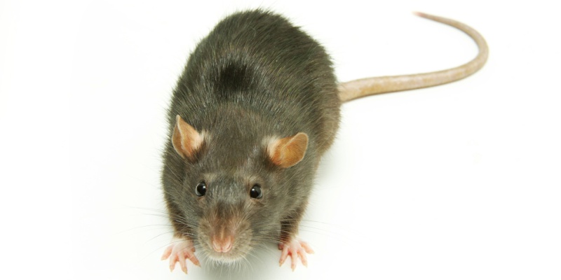 Rodent Control Specialists in Carmel, CA