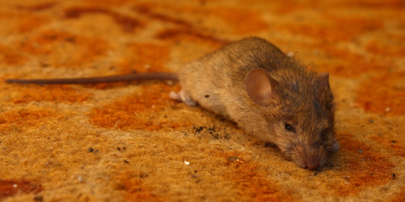 What Should I Do If I Saw a Mouse Run Across My Floor?