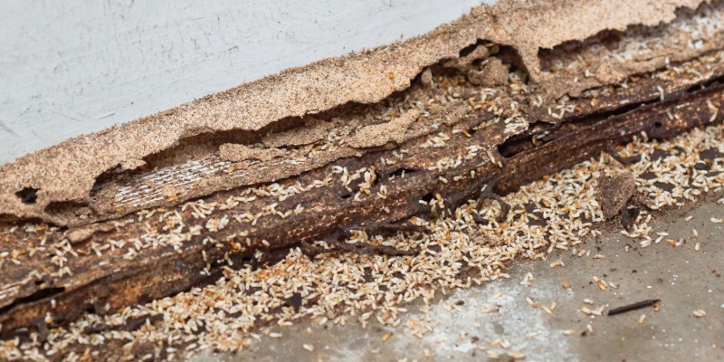 How Do I Know If My Home Has a Termite Infestation?