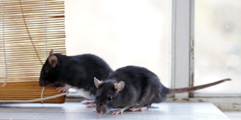 Rodent Removal Tips for Salinas, CA Homeowners