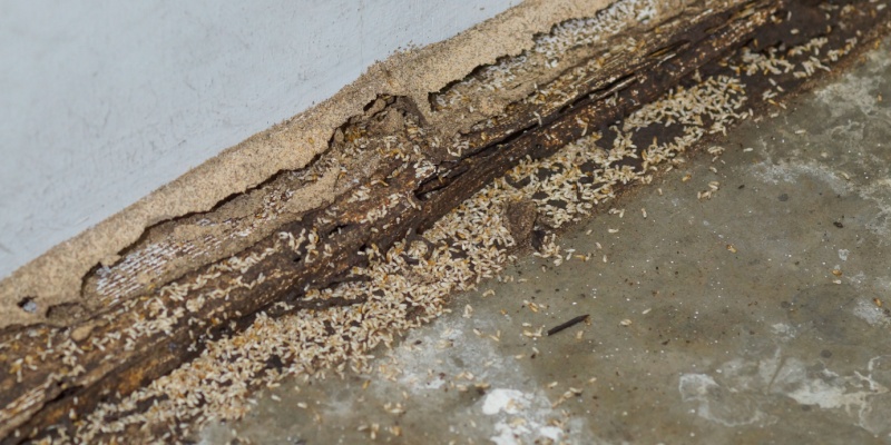 What Should I Do If I Determine My Home Has a Termite Infestation?