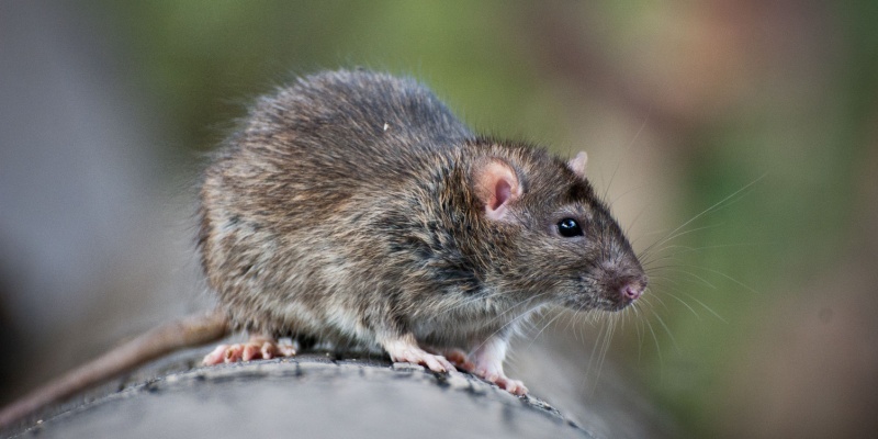 Rodent Control Specialists in Monterey, CA